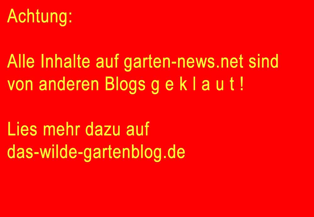 Ameisen auf Palmblatt