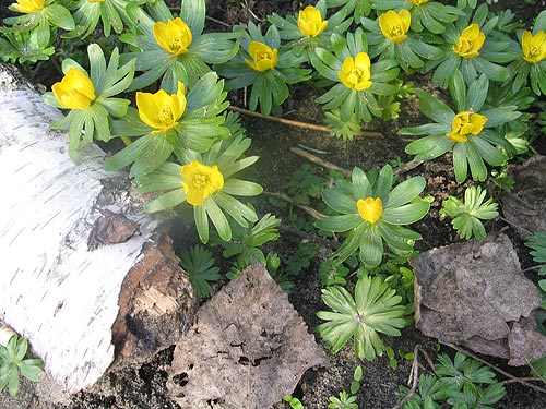 Eranthis hyemalis