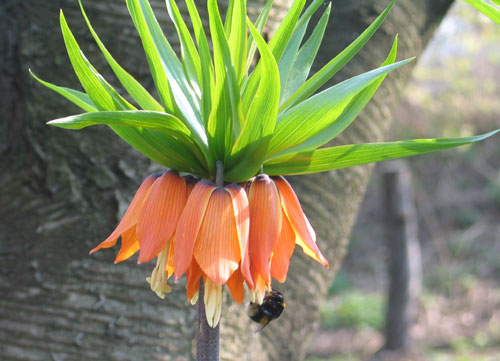 Hummel auf Kaiserkrone