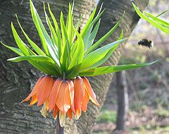 Hummel im Anflug