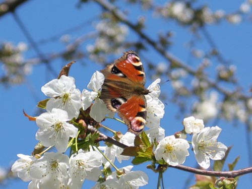 Schmetterling auf Kirschblüte