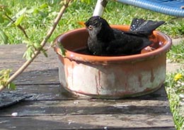 Amsel beim baden