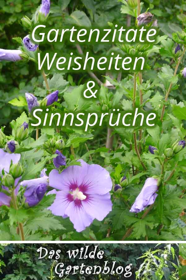 Gartenzitate, Weisheiten und Sinnsprüche › Das wilde Gartenblog