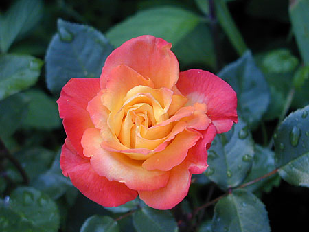 orangene Rose