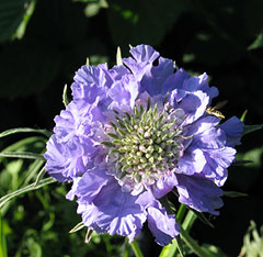 Scabiosa