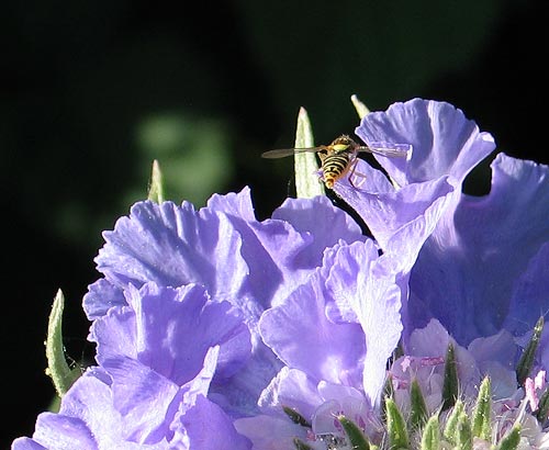 Schwebfliege mit Scabiosa