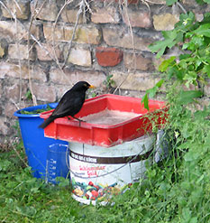 Amsel im Garten