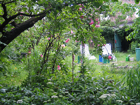 Blick in den wilden Garten