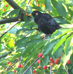 Amsel auf Kirschbaum