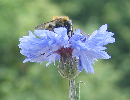 Hummel auf Kornblume