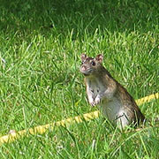 Ratte im Garten