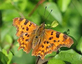 mit Makro fotografierter Schmetterling