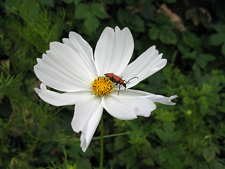 Cosmea mit Käfer