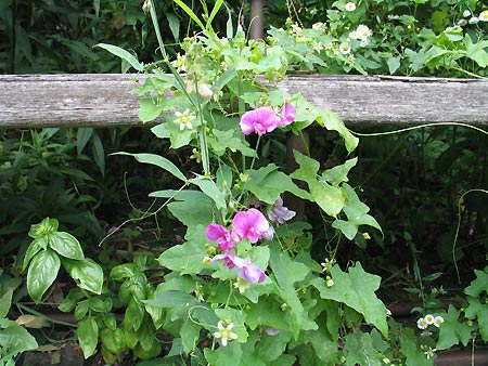 Schlingpflanzen an der Gartenbank