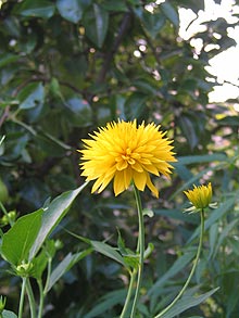 gelbe Blume