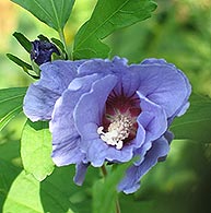 Hibiskus