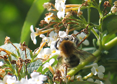 Hummel auf Buddleia