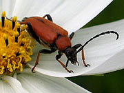 Käfer