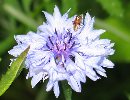 Käfer auf Kornblume