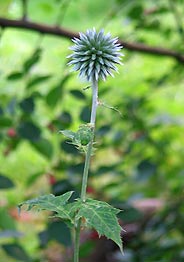 Kugeldistel