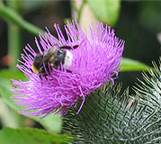 Mariendistel mit Hummel