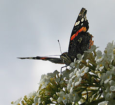 Schmetterling auf Buddleia