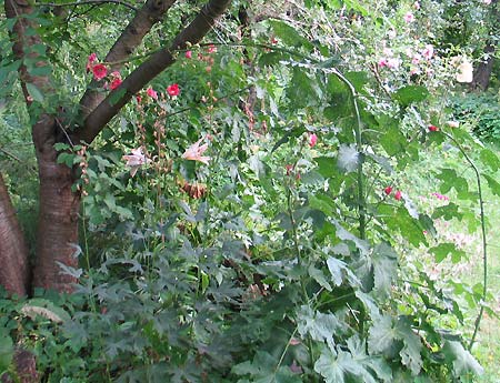 Stockrose, gestützt