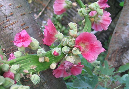 Stockrose, verwachsen