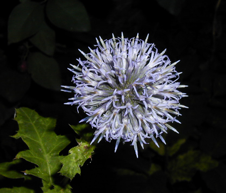 2007-08-09distel.jpg