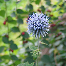 Kugeldistel, blühend