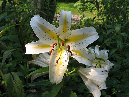 Lilienblüte