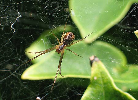 Spinne im Netz