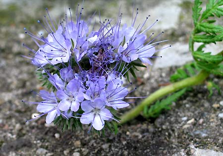 Büschelschön