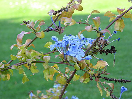 Blau blühender Busch