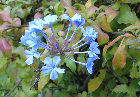 Blaue Blüte