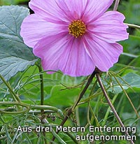 Blüte, aus drei Meter Entfernung