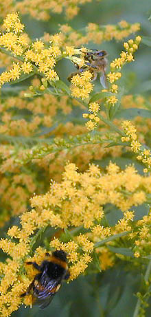 Goldruteblüten mit Besuch