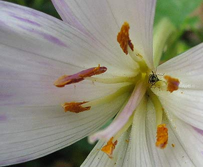 Herbstzeitlose