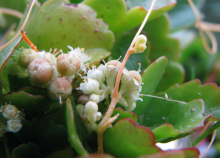 Seide - Cuscuta