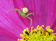 Spinne auf Cosmea