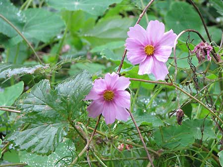 Cosmea