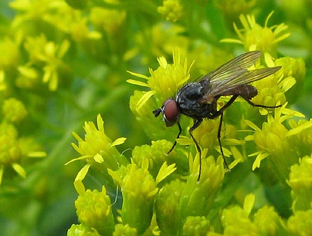 Fliege - mit dem Makro groß erwischt