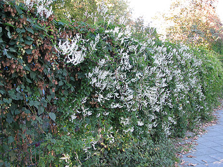 Hecke aus Schlingknöterich