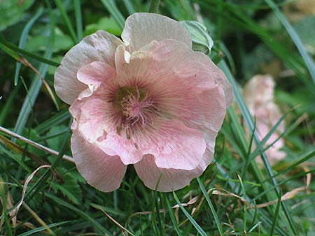 rosa Stockrose