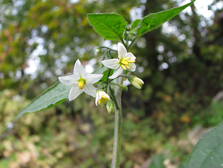 unscheinbare Blüte, ganz groß