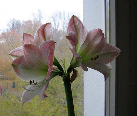 Amaryllis