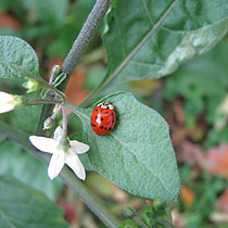 Marienkäfer