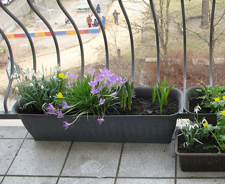 Frühblüher auf dem Balkon