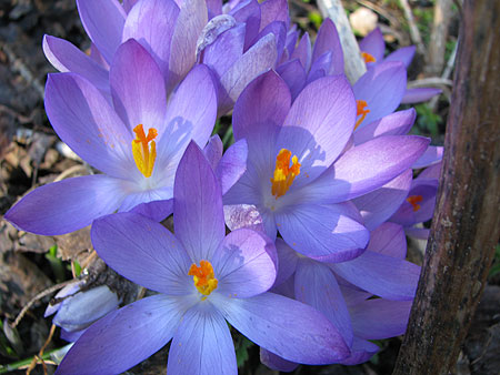 Krokusse Anfang Februar