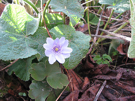 Leberblümchen unter Stockrose